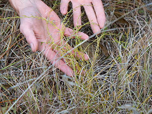 Photo of person\'s hands demonstrating toadflax amongst the grass.