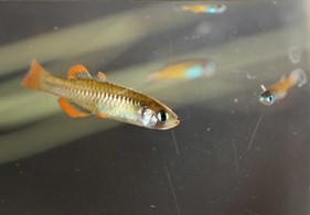 Photo of a red-finned blue-eye fish