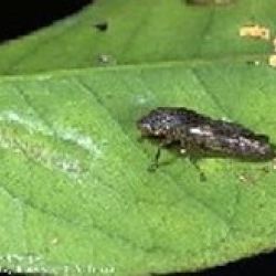 Glassy-winged sharpshooter on leaf