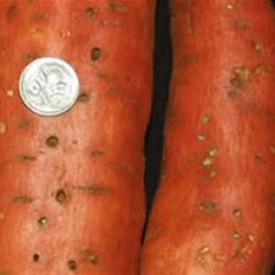  Sweet potato with wireworm damage