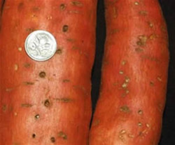  Sweet potato with wireworm damage