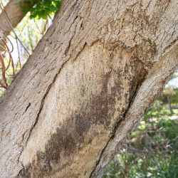 Holes in tree trunk caused by polyphagous shot-hole borer infestation. The bark has been removed exposing the borer holes