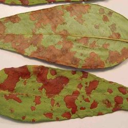 Marksii leaf spot (<em>mycosphaerella marksii</em>) on blackbutt (<em>E. pilularis</em>)