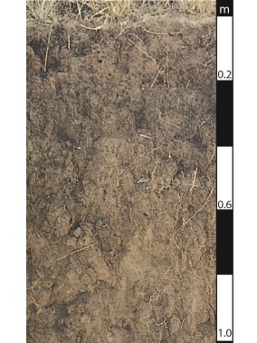 Dermosol soil in Wivenhoe Pocket, Queensland Dermosol soil in Wivenhoe Pocket, Queensland