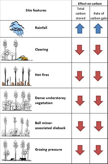 Summary of limits to carbon accumulation for wet sclerophyll forest