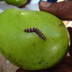Red banded mango caterpillar on a mango