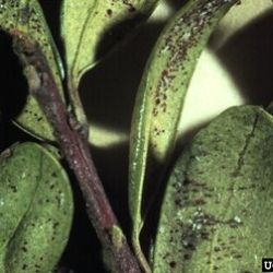 Evidence of southern red mites and damage on leaves