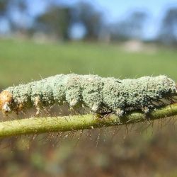 Helicoverpa covered with a velvety light-green layer 