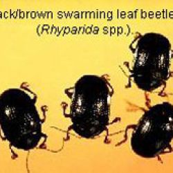 Swarming leaf beetle 