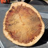 Cross section of a tree branch displaying tunnelling caused by polyphagous shot-hole borer