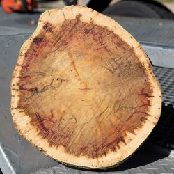 Cross section of a tree branch displaying tunnelling caused by polyphagous shot-hole borer
