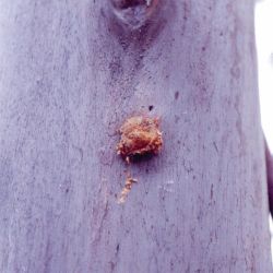 Light brown rounded attachment to pale grey tree trunk