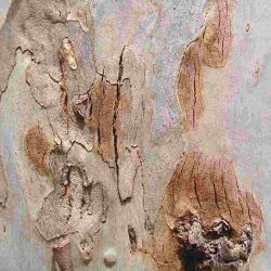 Red-brown patches on <em>Eucalyptus saligna</em> – symptoms of Cytospora canker