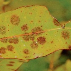 Purple leaf spot (<em>Phaeothyriolum microthyrioides</em>) on spotted gum (<em>Corymbia citriodora</em> subspecies <em>variegata</em>)
