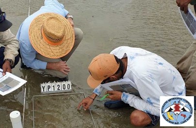 Rangers count seagrass within a quadrat on an intertidal beach