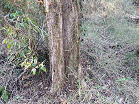 Photo of the Mid Brisbane River site, northwest of Kholo Enviroplan