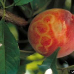 Fruit symptoms of sharka