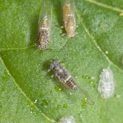 Tomato-potato psyllid adults and nymph cases