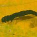 Thumbnail of Bt (Bacillus thuringiensis)
