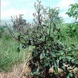 Swarming leaf beetles damage