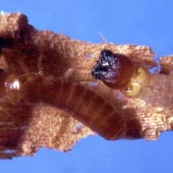 A West Indian drywood termite soldier and worker under the microscope