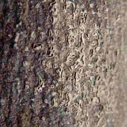 Fruiting bodies of Cytospora canker erupting through bark within a canker