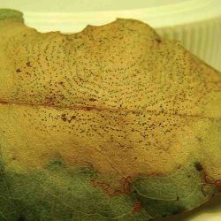 Coniella leaf blight (<em>Pilidiella eucalyptorum</em>) on a Dunn's white gum (<em>E. dunnii</em>) leaf, with concentric rings of fruiting bodies