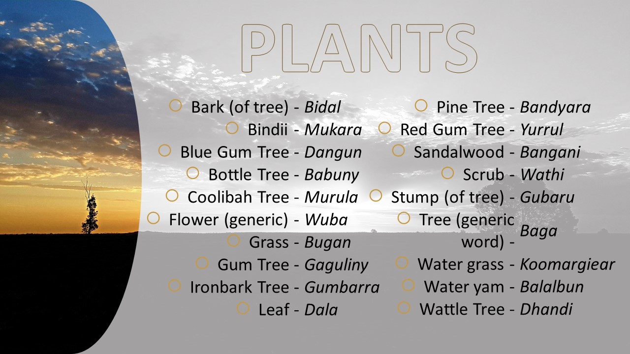 Gunggari language dictionary list of plants