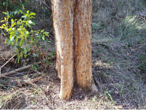 Photo of the Mid Brisbane River site, northwest of Kholo Enviroplan. 15.3 hectares including 6 properties