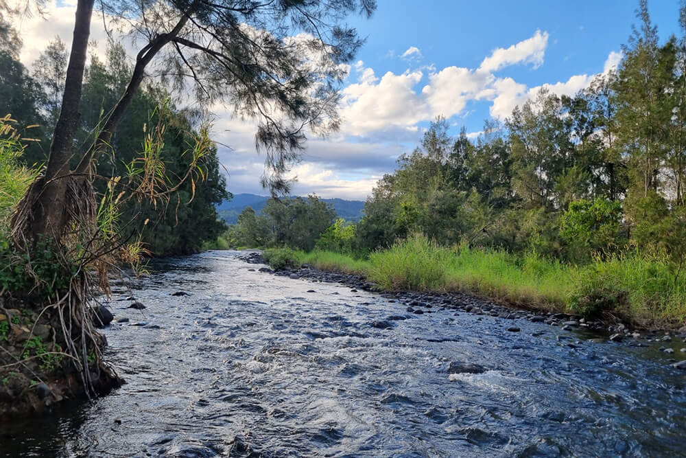 Restoring 8km of streambank along Cattle Creek to strengthen the riparian corridors, enhance in-stream habitats and reduce sediment deliver to the Great Barrier Reef