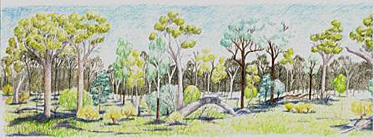 An illustration of a eucalypt woodland