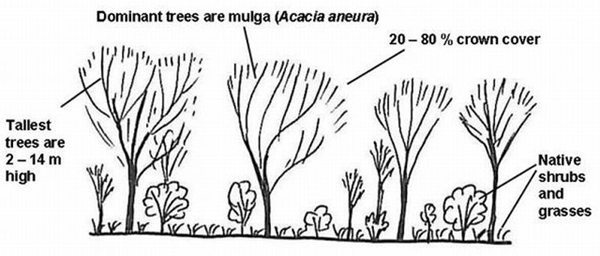 Image description of mulga