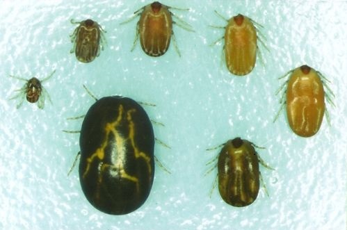 Boophilus females at various sizes