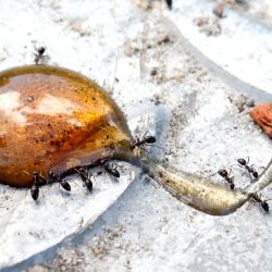 Black ants feeding on amber-coloured droplet