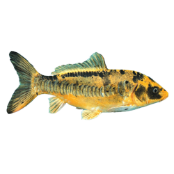 Mirror carp