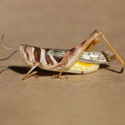 Native grasshopper