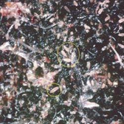 Tomato russet mite