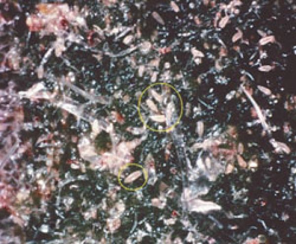Tomato russet mite