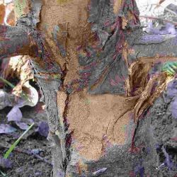Bark cracking at the base of a tree infected with Armillaria.