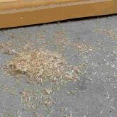 Pile of shedded wings on a floor