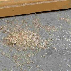 Pile of shedded wings on a floor