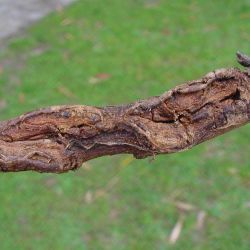 Small Caliciopsis canker on a branch of <em>E. grandis</em>