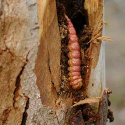Culama larva under bark