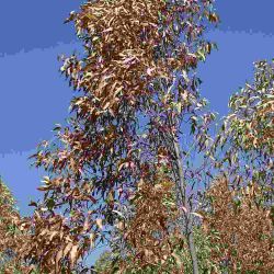 Extensive bronzing of young spotted gum foliage