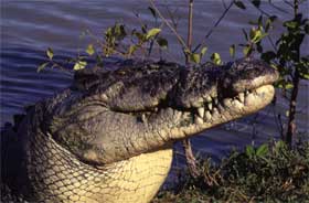 Estuarine crocodile on river bank