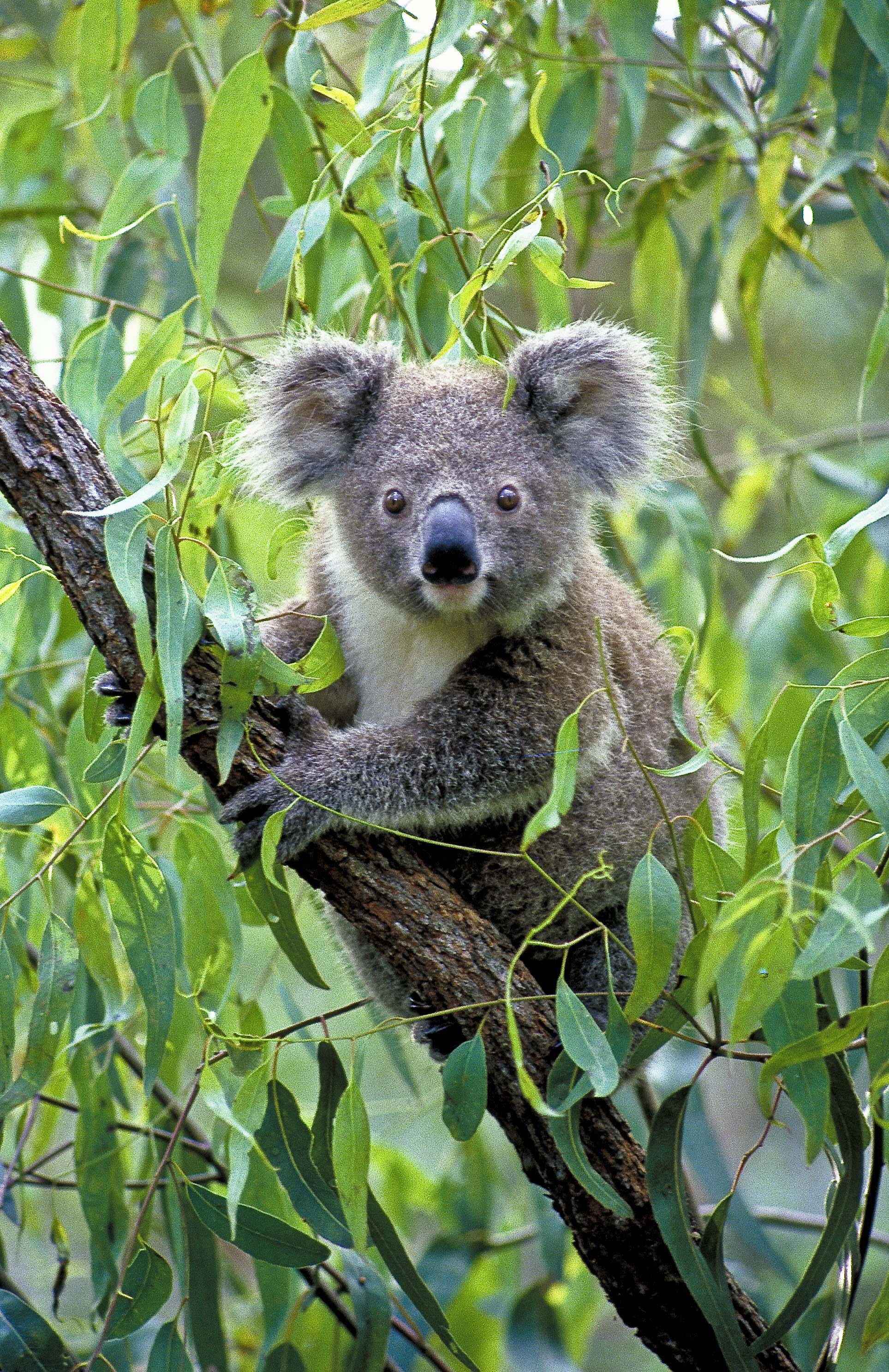 Photo of a koala