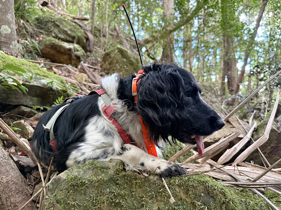 Photo of Ash the detection dog