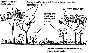 A diagram explaining eucalypt woodland structure