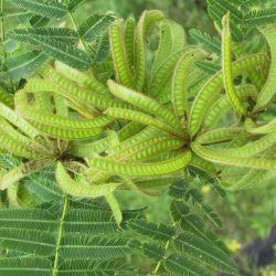 Mimosa pigra seed pods and leaves