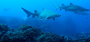 Image of grey nurse sharks at depth around Wolf Rock, near Double Island Point, Queensland.